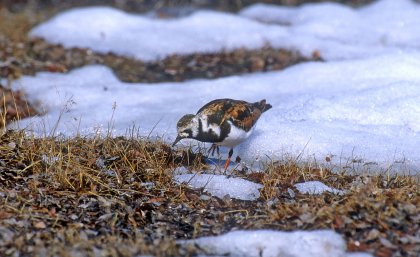 A Turnstone at a snow patch edge. A Turnstone at a snow patch edge.